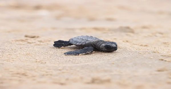 Destruyen tormentas 35 mil huevos de tortuga lora en costas de Tamaulipas