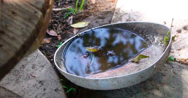 Hospitalizadas 14 personas por dengue en últimas 24 horas