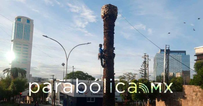 Poda ayuntamiento palmeras enfermas en La Paz