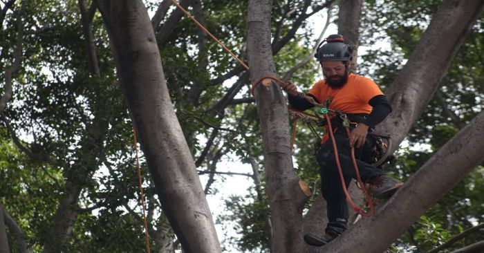 Será Puebla sede del 8° campeonato Mexicano de Trepa de árboles