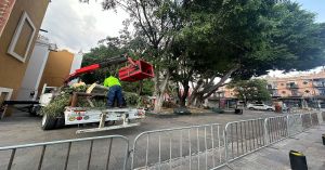 Realizarán evaluación de árboles que estén en riesgo de caerse