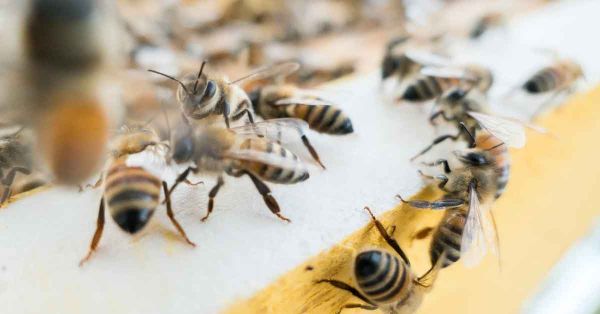 Deja un muerto y 17 heridos ataque de abejas en Sinaloa