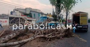 Provocan fuertes ráfagas la caída de cinco árboles en Puebla capital