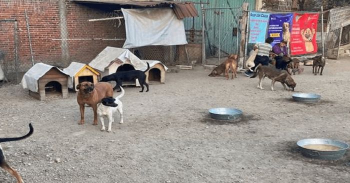 Cierran refugio canino en San Pedro Cholula