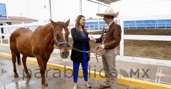Retira SMDIF a dos caballos; los entregan a fundación Corcel