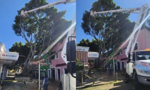 Estaba sano el árbol caído en el Barrio del Artista: Medio Ambiente