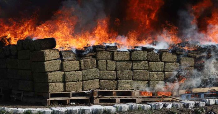 Destruyen casi 5 toneladas de marihuana en Veracruz