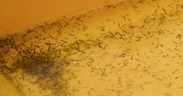 Reportan en Puebla 31 contagios de dengue el 2 de noviembre