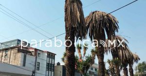 Retira ayuntamiento palmeras muertas en la colonia La Paz
