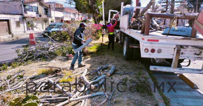 Retiran desecho vegetal ante caída por fuertes ráfagas de viento