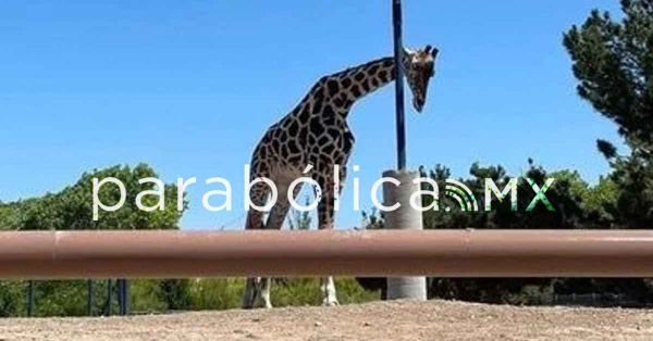 Recibirá Africam Safari a la jirafa &quot;Benito&quot;