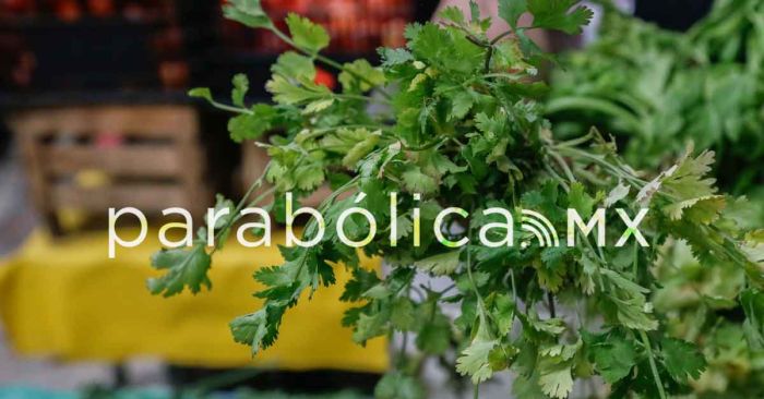 Reportan aumento en el precio del cilantro en Puebla