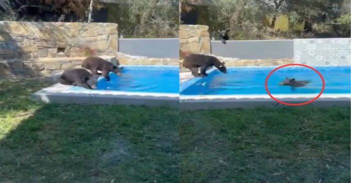 Llega familia de osos a refrescase en una alberca en Nuevo León