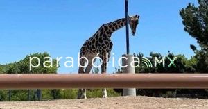 Mantiene Africam Safari ofrecimiento para rescatar a la jirafa Benito