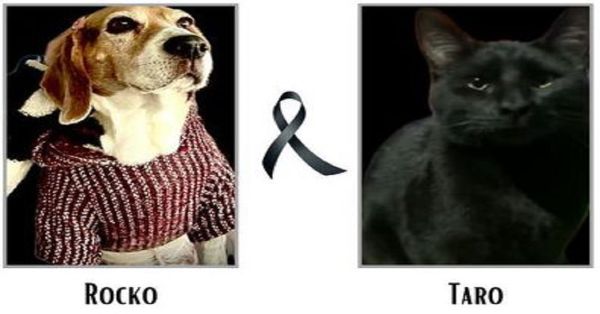 Investigan posible envenenamiento masivo de perros y gatos en Lomas del Valle, Puebla