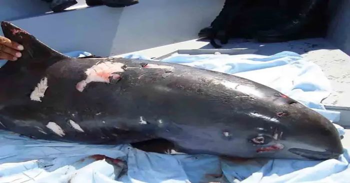 Realizará órgano del T-MEC investigación contra México por declive de vaquita marina