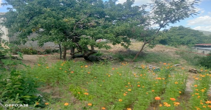 Encontraron colgado en un árbol a un hombre en Tehuitzingo