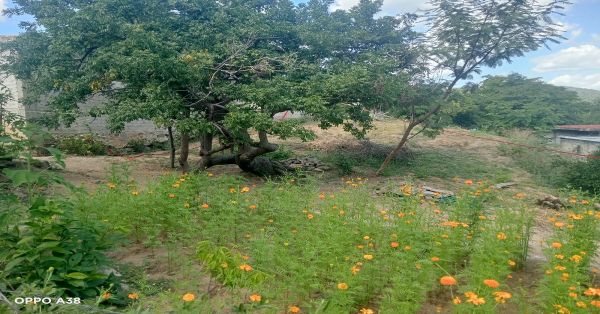 Encontraron colgado en un árbol a un hombre en Tehuitzingo