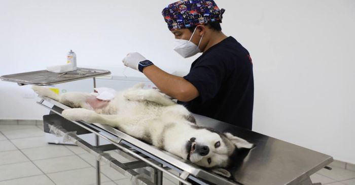 Inician acciones de Bienestar Animal en la capital poblana