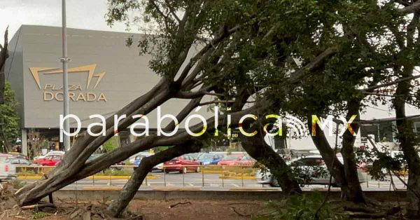 Descarta ayuntamiento personas lesionadas por la ca&iacute;da de &aacute;rboles