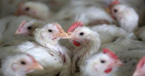 Tener calman, recomienda Lilia Cedillo ante la aparición de virus de influenza aviar A H5N2