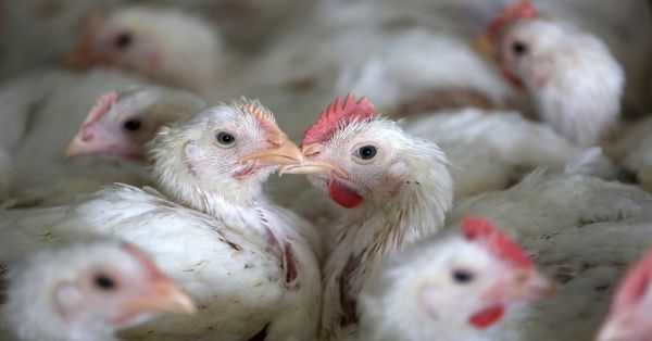 Tener calman, recomienda Lilia Cedillo ante la aparici&oacute;n de virus de influenza aviar A H5N2