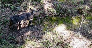 Reportan aumento de venados, coyotes y linces americanos en Desierto de los Leones