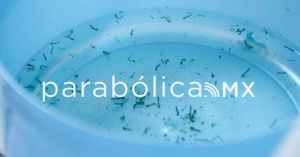 A la baja, los casos de dengue en Puebla: Salud