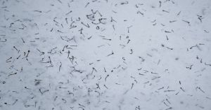 Reporta Salud 82 nuevos contagios por dengue en Puebla