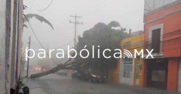 Tira potente lluvia &aacute;rbol en el Centro Hist&oacute;rico