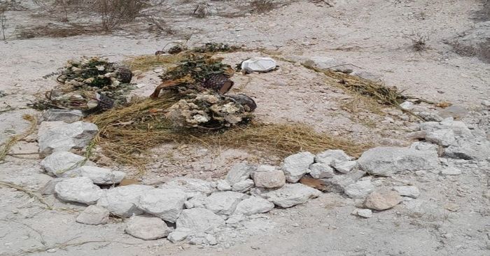 Localizan una tumba y flores en un terreno de Santo Tomas Chautla