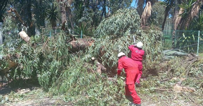 Retiraron m&aacute;s de 2 mil arboles en riesgo en la capital poblana