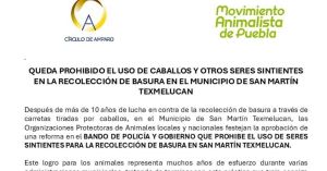 Prohíben en Texmelucan uso de seres sintientes para recolección de basura