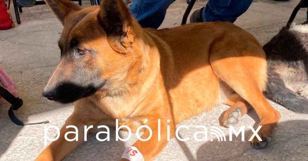 Realizan una Jornada de Atenci&oacute;n Animal a la colonia Guadalupe Hidalgo