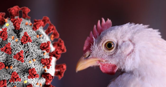 Mutación de la influenza aviar la acerca al entorno humano