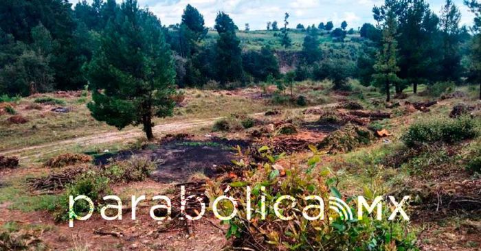  Inhabilita Policía Forestal 11 hornos clandestinos para la deshidratación de madera
