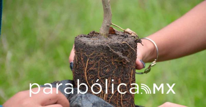 Impulsa Medio Ambiente municipal jornada de reforestación y arborización
