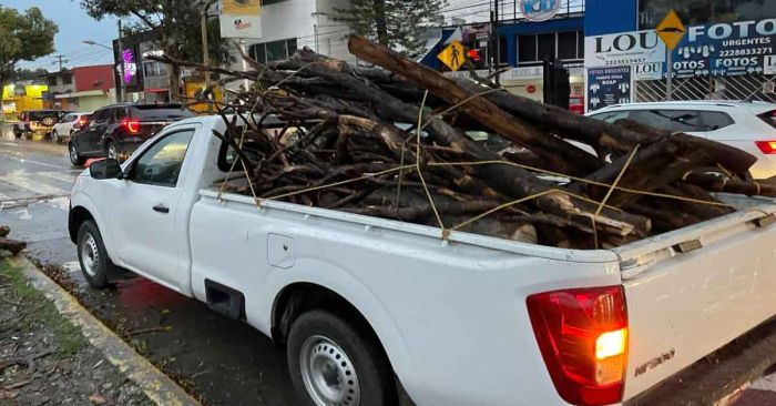 Atiende PC caída de árbol frente a Ciudad Universitaria