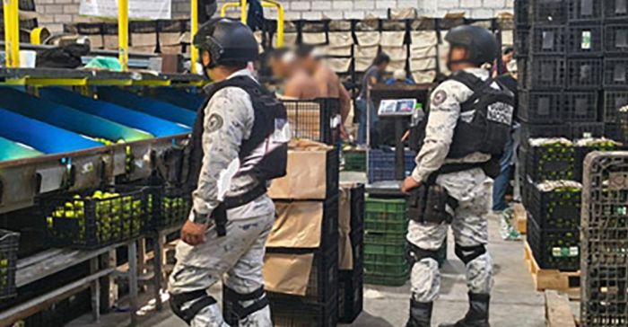 Detienen a 278 personas y aseguran m&aacute;s de 700 kilos de droga por programa Plan Michoac&aacute;n por la Paz