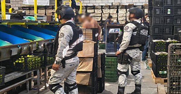 Detienen a 278 personas y aseguran m&aacute;s de 700 kilos de droga por programa Plan Michoac&aacute;n por la Paz
