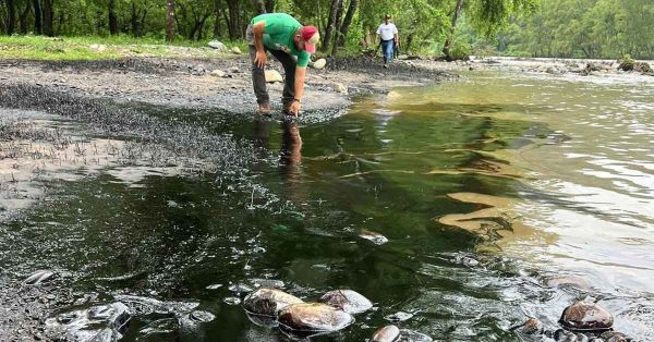 Deja da&ntilde;os ecol&oacute;gicos derrame de combustible en r&iacute;o San Marcos, Xicotepec