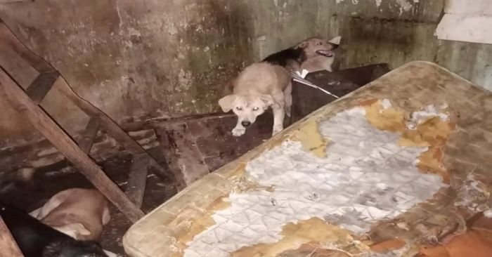 Catean domicilio y encuentran 200 perros y gatos muertos