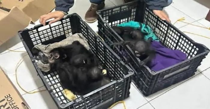 Detienen a sujeto que transportaba 9 monos ara&ntilde;a y 8 guacamayas rojas