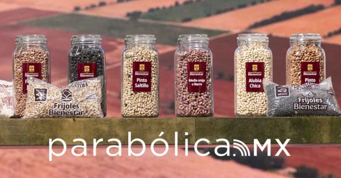 Anuncia Gobierno federal el programa Frijol del Bienestar