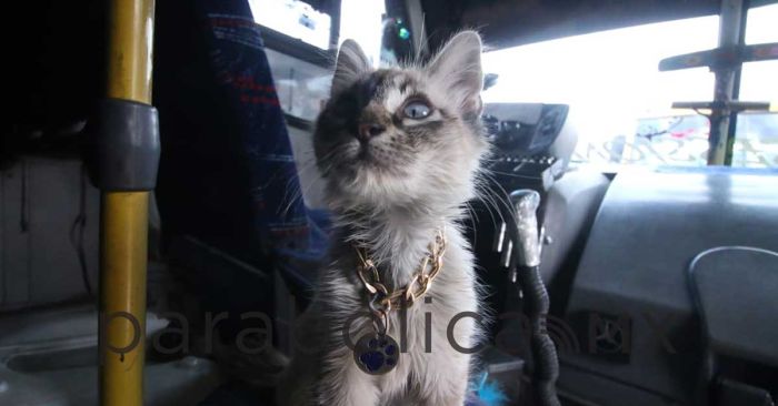 Encuentran a Zafiro, gatito cobrador de los Morados