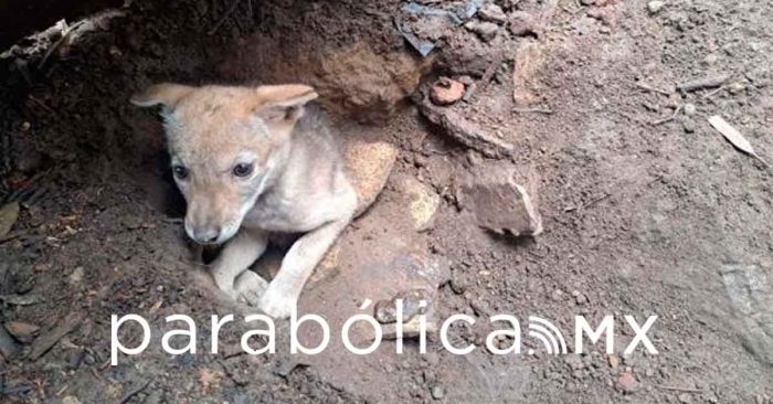 Nacen guacamayas verdes y coyotes en Flor del Bosque