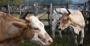 Autoriza Estados Unidos uso de fármacos veterinarios vs gusano barrenador