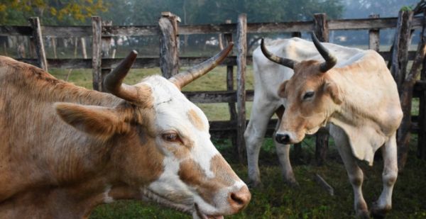 Autoriza Estados Unidos uso de f&aacute;rmacos veterinarios vs gusano barrenador