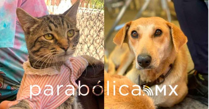 Atiende Gobierno de la Ciudad a mascotas en Guadalupe Xonacatepec y Romero Vargas