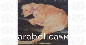 Logra la FGE reparación integral del daño por caso de crueldad animal